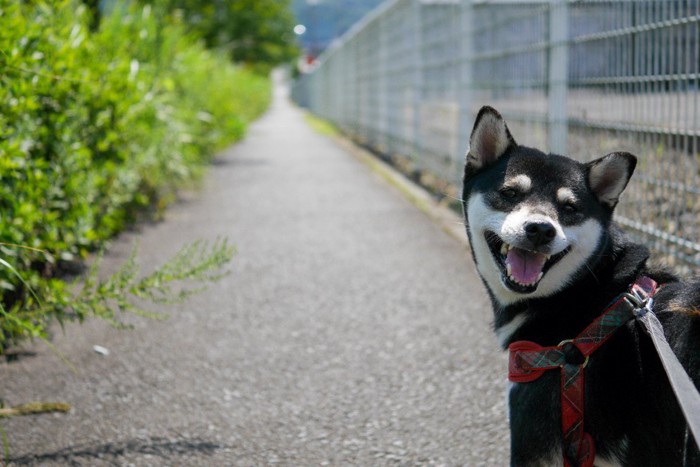 振り向く柴犬