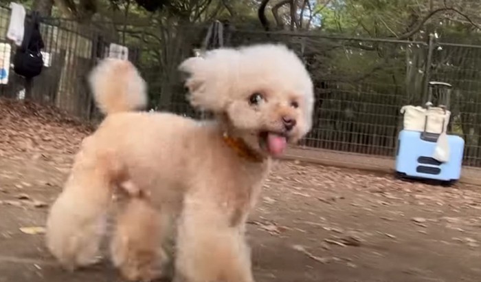 人について歩く犬