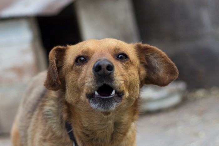 吠えている茶色い犬