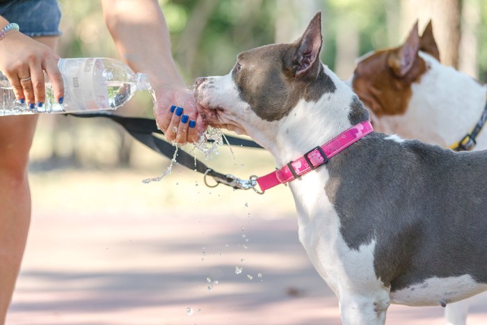 水を飲む犬