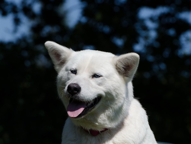 白の秋田犬