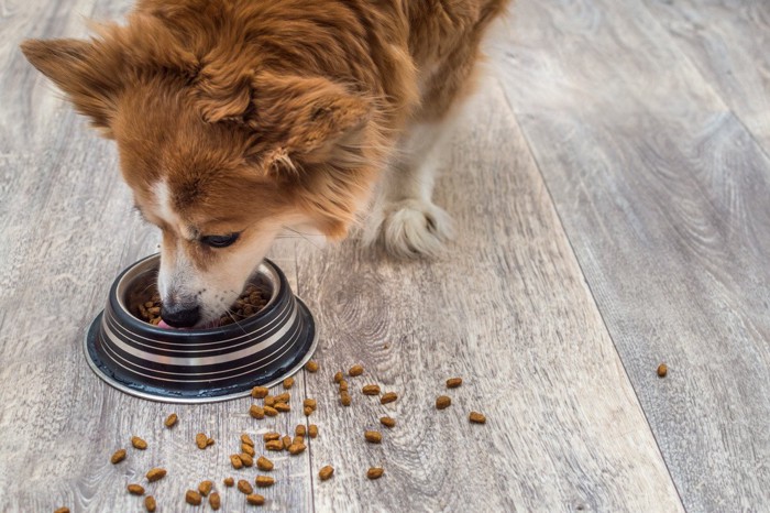 ごはんを散らかしながらフードを食べる犬