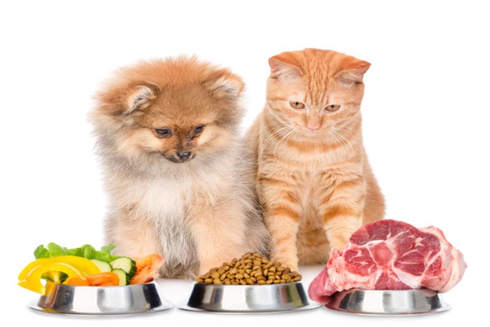 野菜、フード、肉を前にした犬と猫