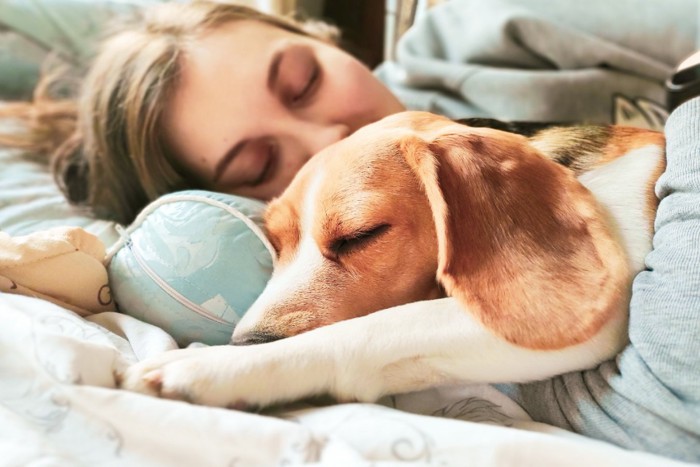 ベッドで一緒に眠る少女とビーグル犬
