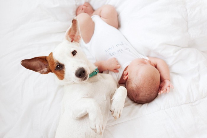 赤ちゃんと茶白の仰向けの犬