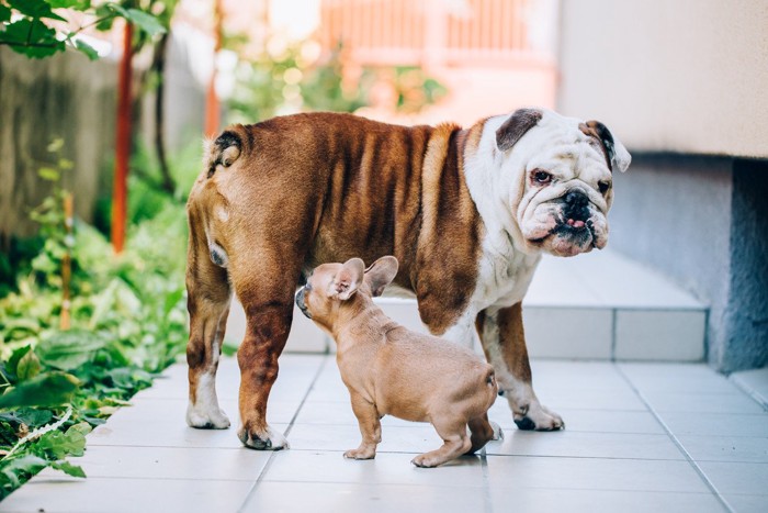 フレブルの子犬に絡まれるブルドッグ