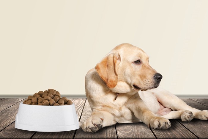 すねて餌を食べようとしない大型犬