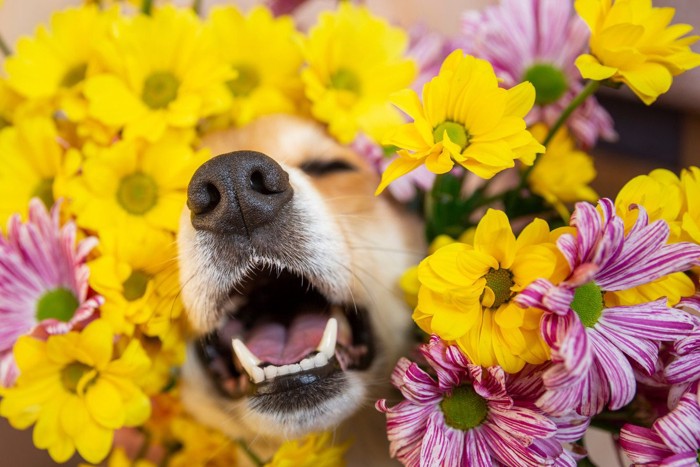 犬と花