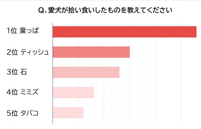 犬が拾い食いをしたもの