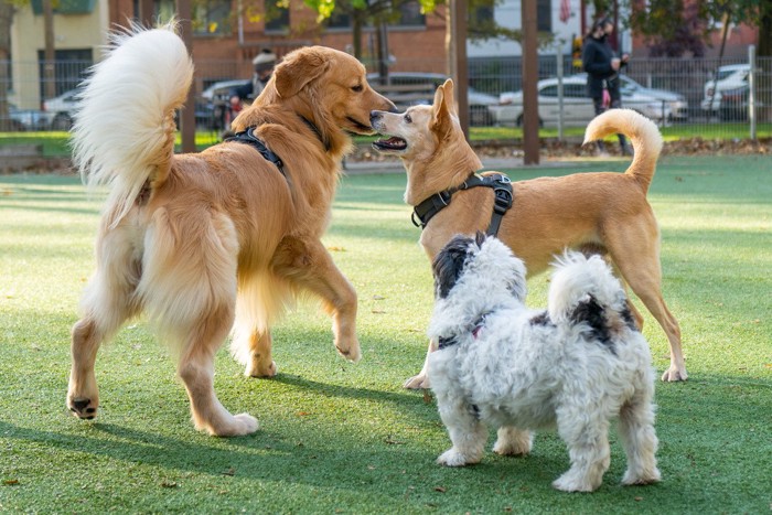 ドッグランで遊ぶ犬3匹