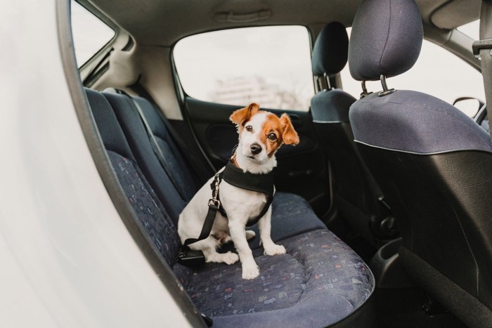 車の座席に座る犬