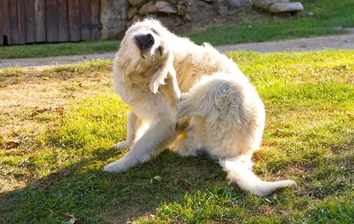 掻いている犬