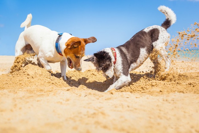 砂浜で穴を掘る二頭の犬