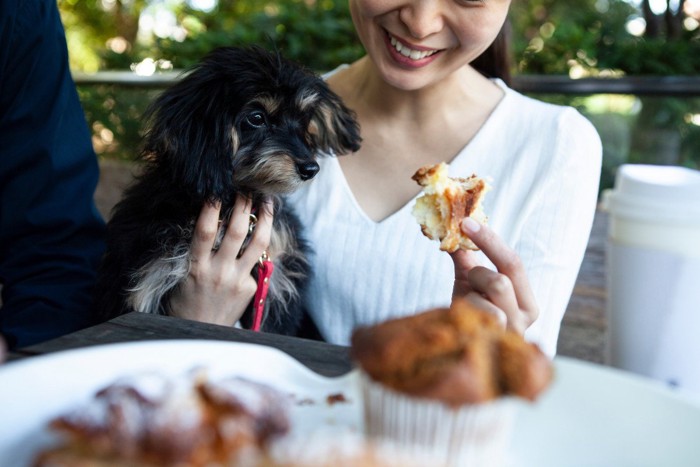 犬を抱っこして食事をする人、飲食店のテラス席？