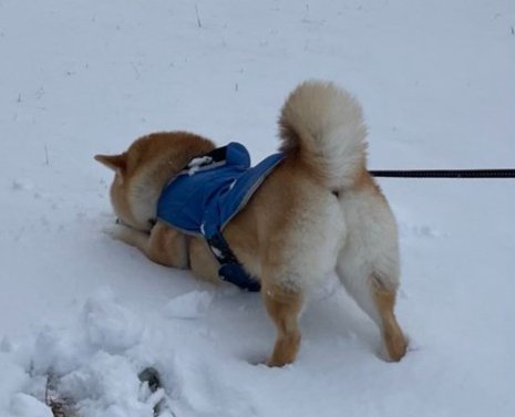 最高のおしり