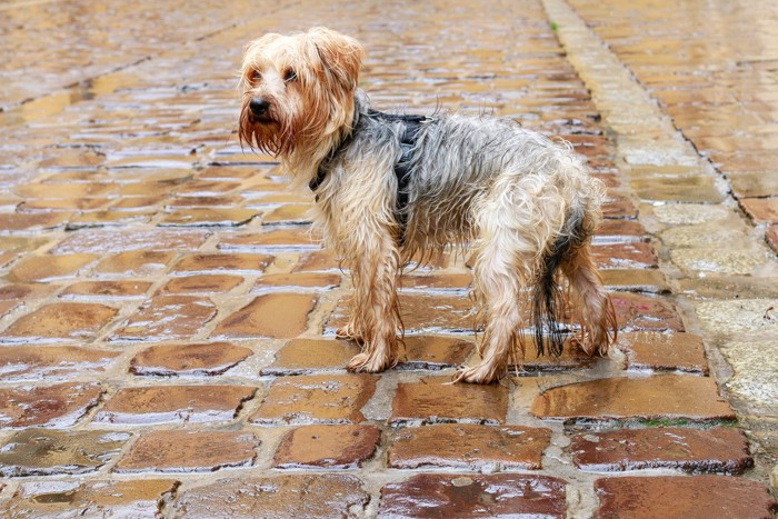 雨に濡れた迷い犬