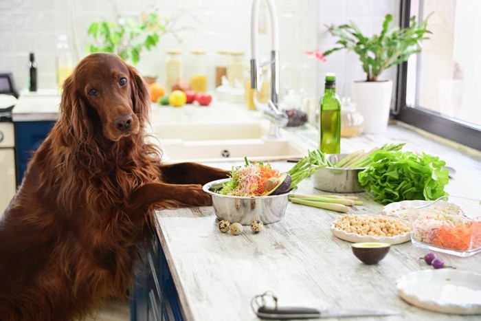 キッチンの犬