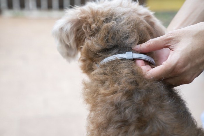 犬に首輪を付ける人