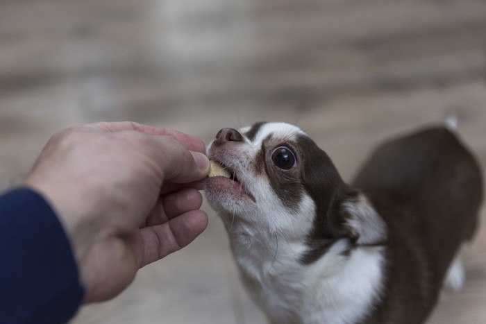 人から食べ物をもらうチワワ