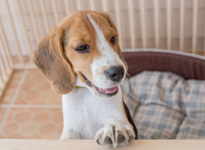 ケージの中の犬