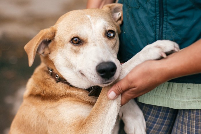 人間に寄り添っている犬