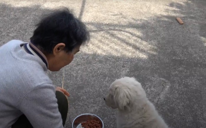 犬に餌をやる女性