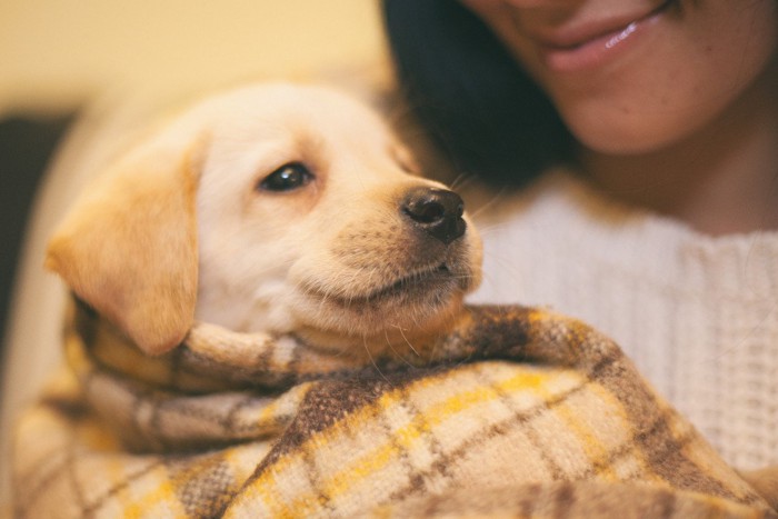 飼い主に暖めてもらう子犬