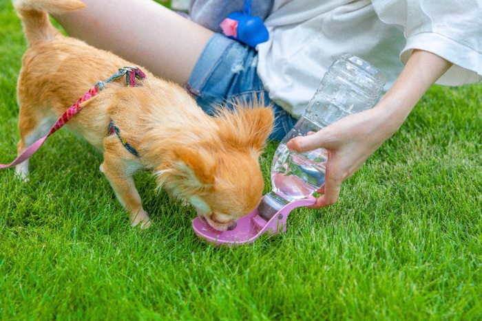 水を飲む犬