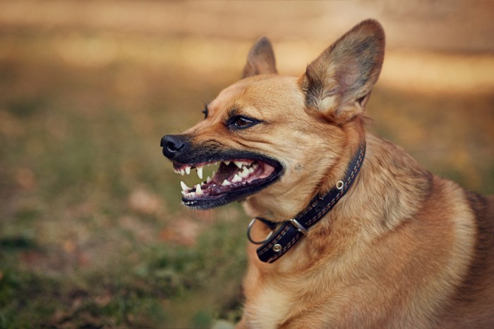 威嚇する犬