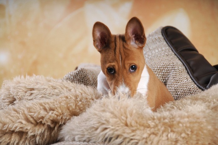 隠れながら上目遣いで見ている犬