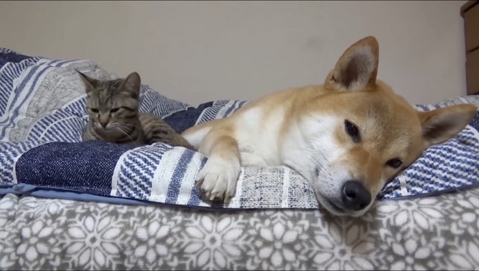 寝ている柴犬の隣に座る猫