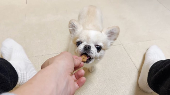 おやつをもらう小型犬