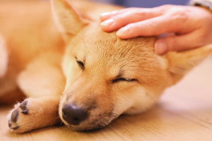 頭を寝ている間に撫でられる柴犬