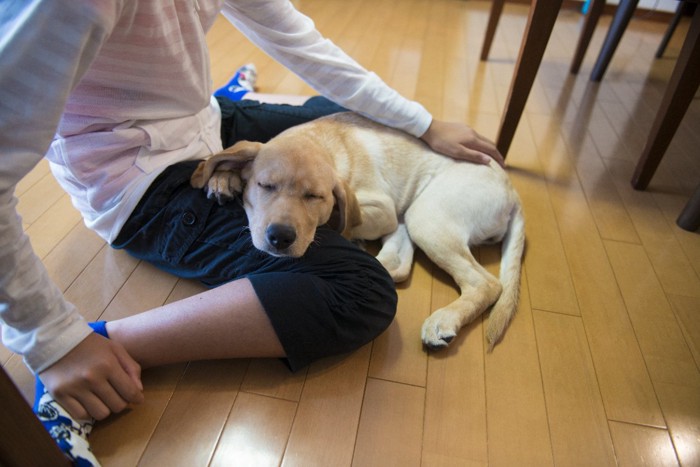 膝の上に顎を乗せる犬