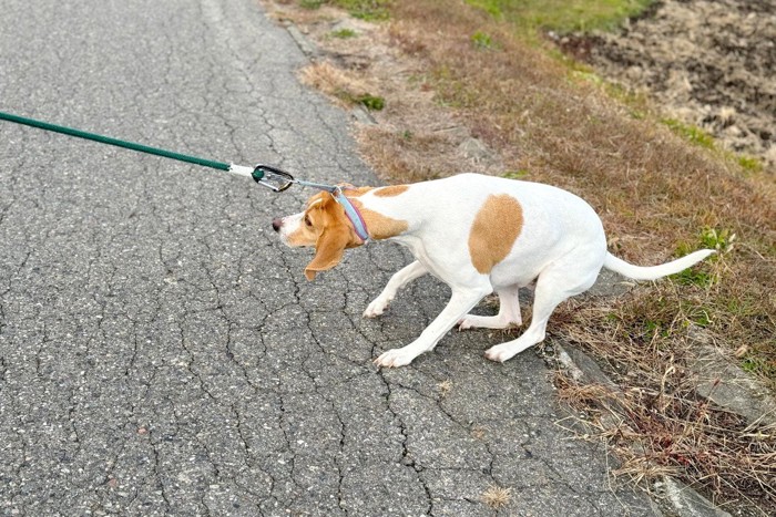 リードを引かれてふんばる犬