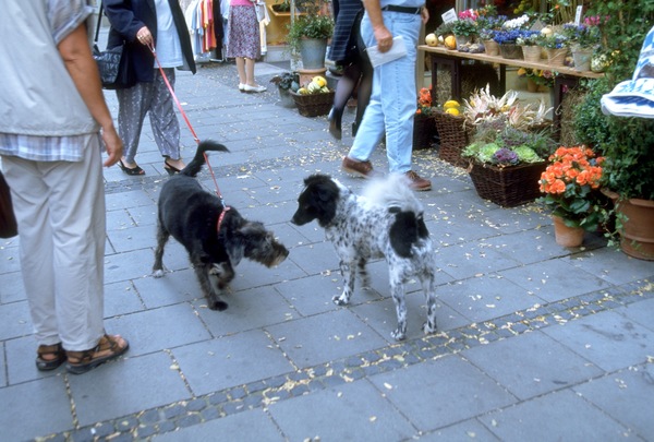 二匹の犬