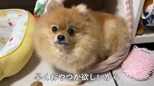 こちらを見る犬