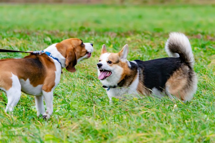 吠える2匹の犬