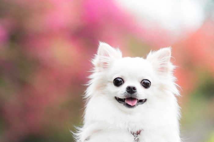 こちらを見ている犬