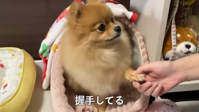 犬の前足を持つ女性の手