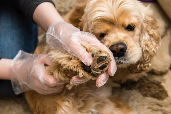 前足を触られる犬