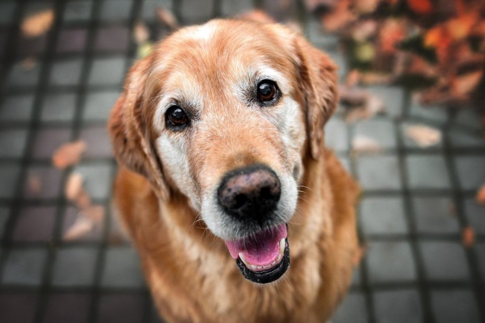 老犬のゴールデンレトリーバー