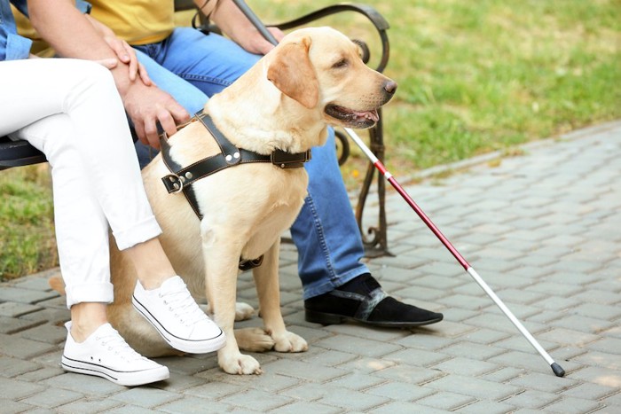 ベンチに座る人と盲導犬