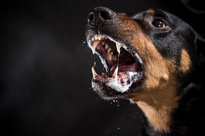 うなる犬の顔