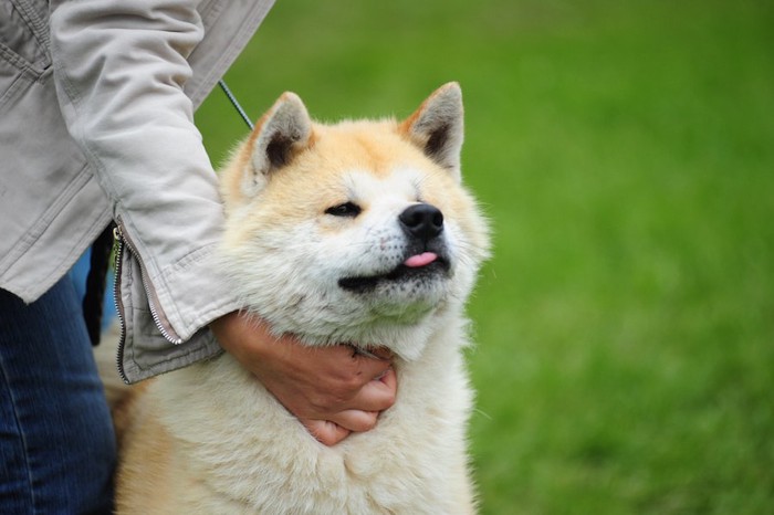 散歩中に制される秋田犬