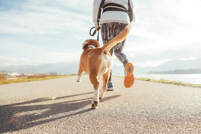 犬と飼い主さんの後ろ姿