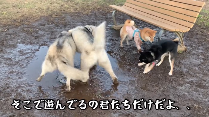 他の犬たちも引いている…？