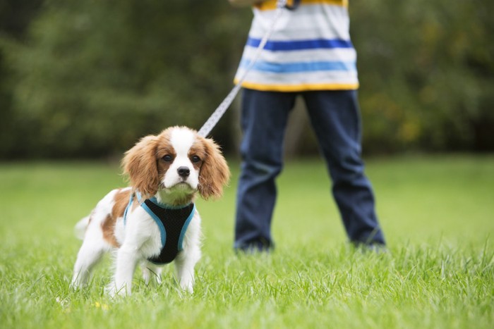 子供と散歩中の犬