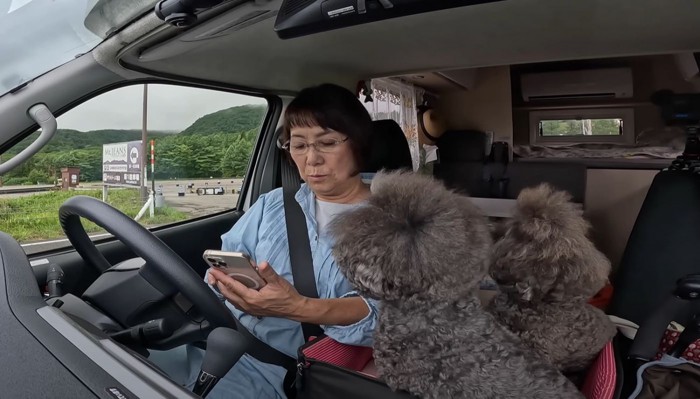 飼い主の顔を見る犬たち