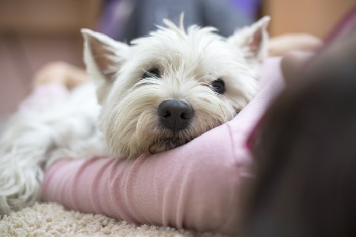 女性の腕に嵌まる犬